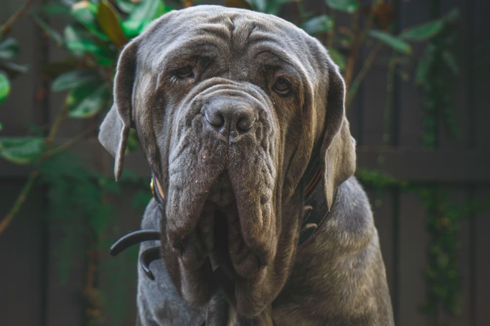Неаполитанский мастиф смотрит в камеру