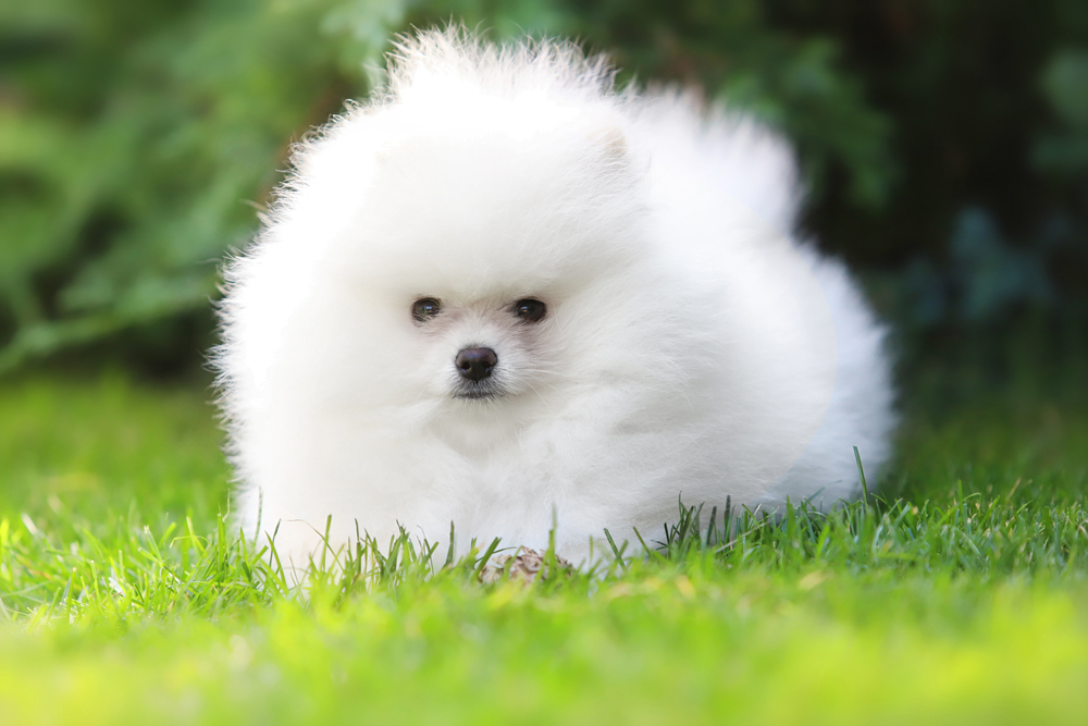 Милый белый померанский шпиц