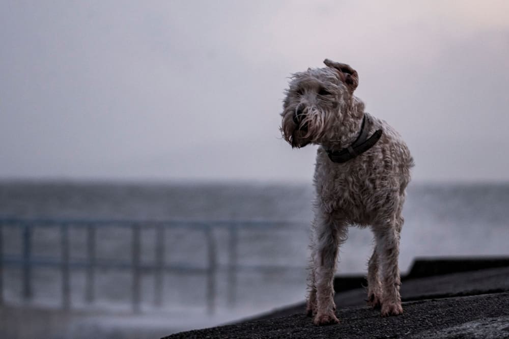 Ирландский мягкошерстный пшеничный терьер у воды