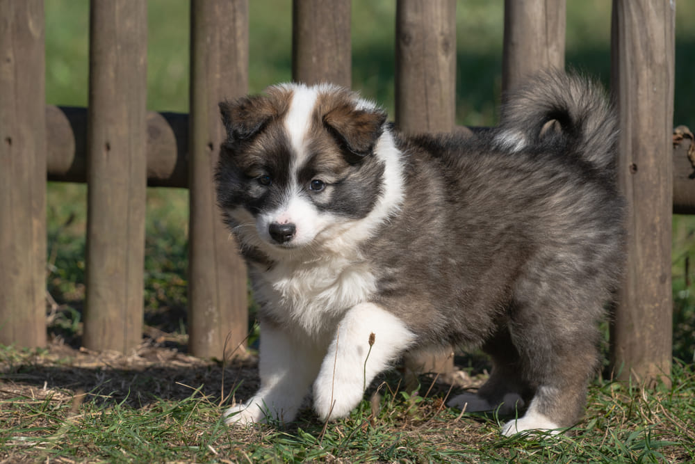 Щенок исландской овчарки