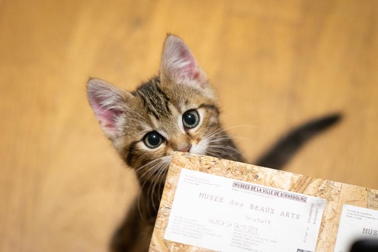 Какие документы должны быть у породистой кошки