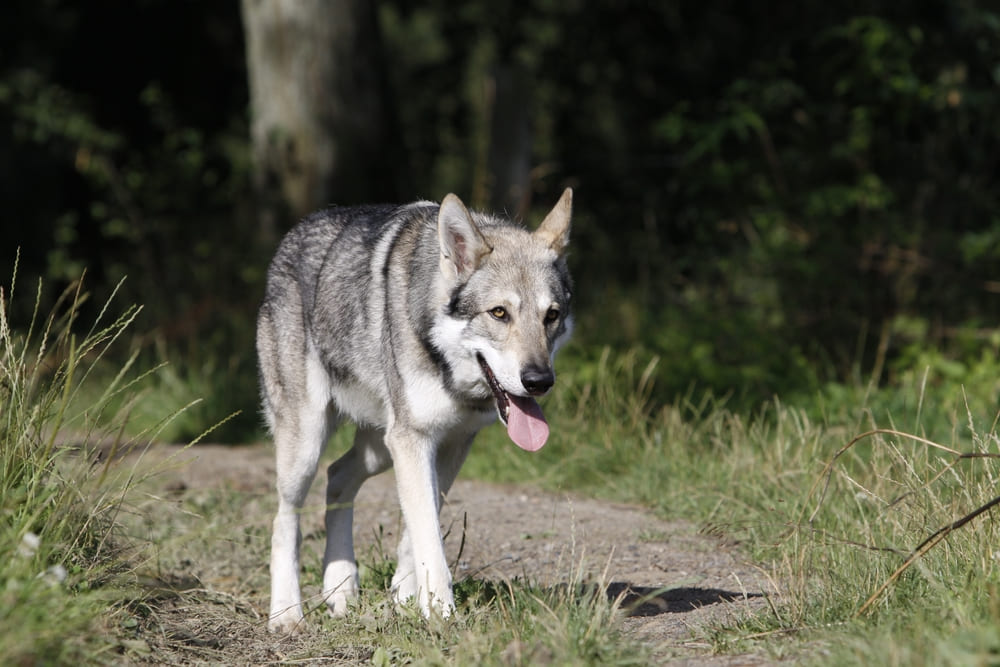 Волчья собака идет по траве