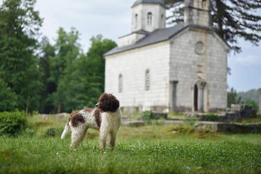 Изображениe — Лаготто романьоло на природе летом Лаготто романьоло на природе летом
