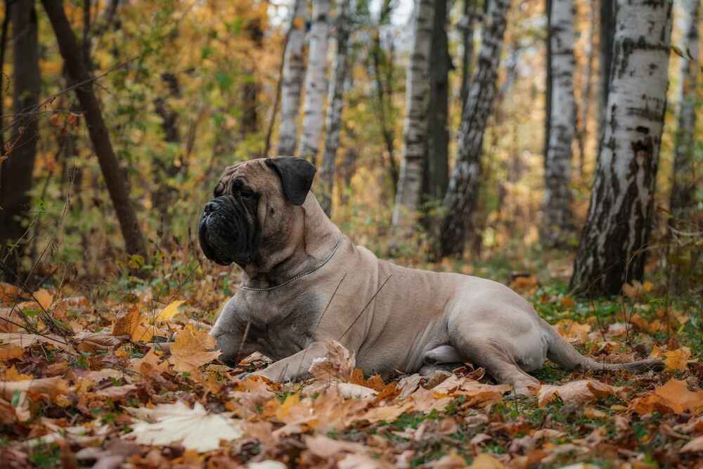 Бульмастиф в осеннем лесу