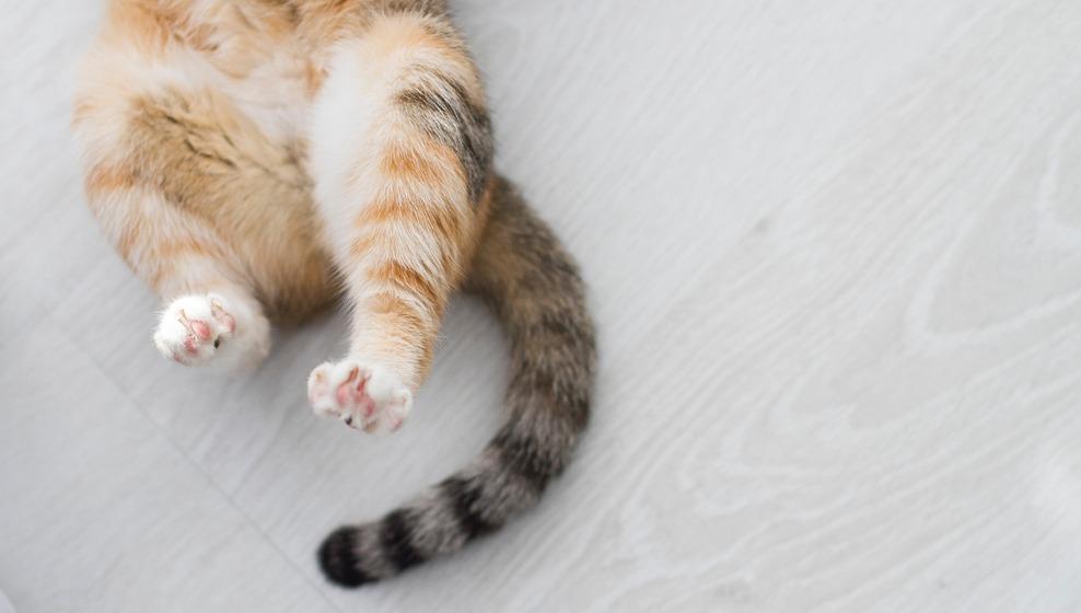 Почему у котенка или кошки дергается спина