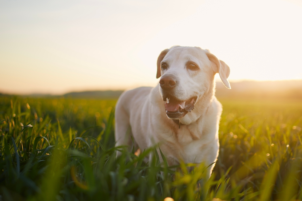 Белый лабрадор-ретривер летом