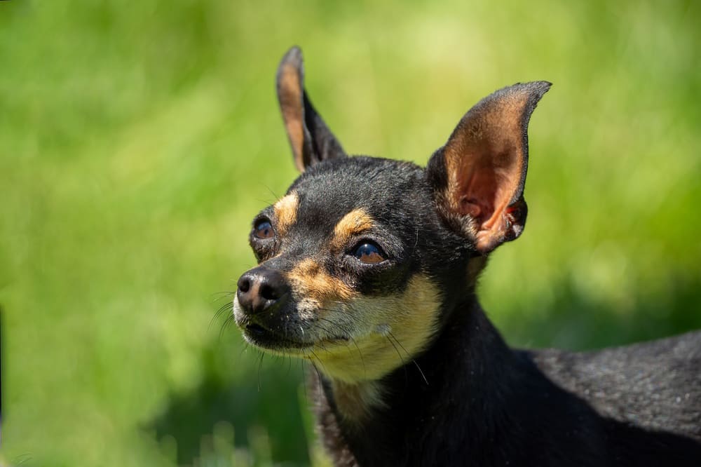 Собака породы чихуахуа