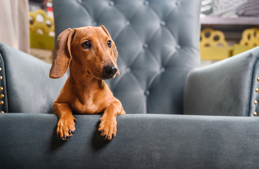 Рыжая такса на диване