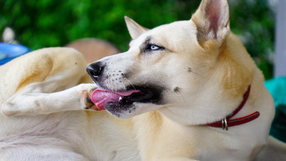 Почему щенок или собака грызет свои лапы