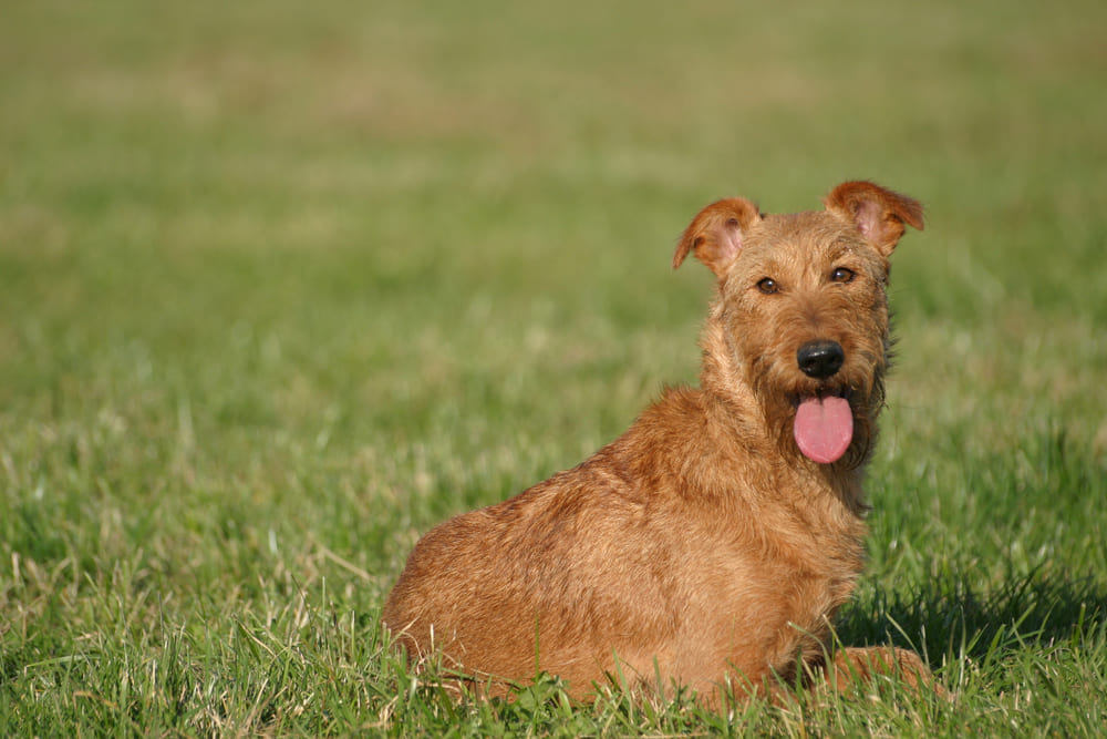 Собака-ирландец