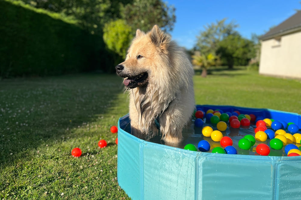 Евразиер в саду