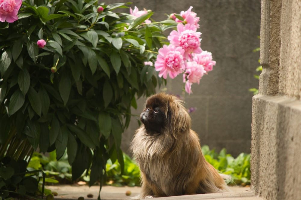 Описание породы пекинес можно найти в стандарте