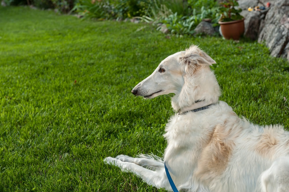 Борзая собака