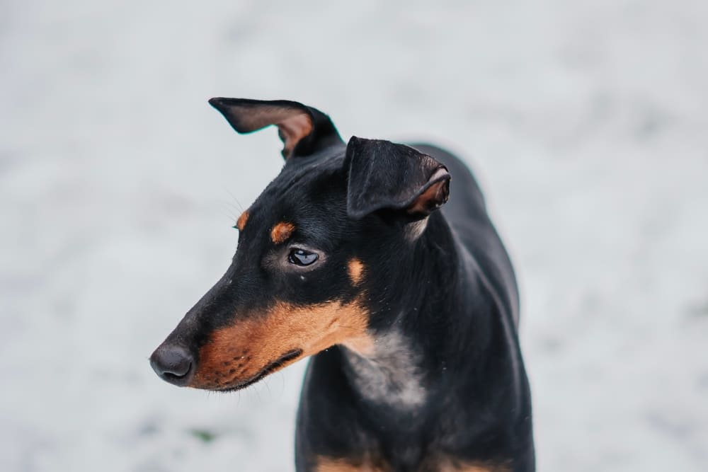 Манчестер-терьер смотрит в сторону