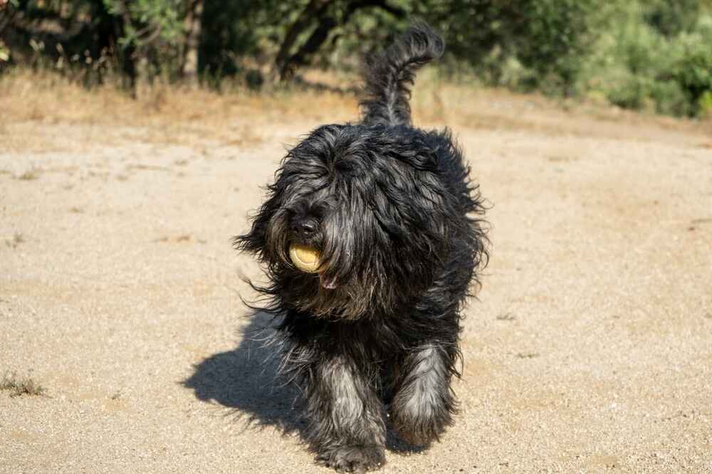 Бергамаско идет