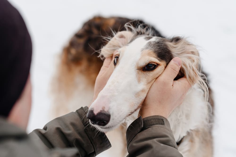 Это порода, относимая к борзым