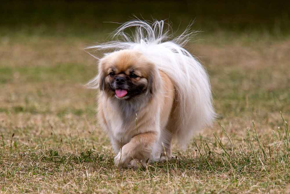 Тибетский спаниель на зеленой траве