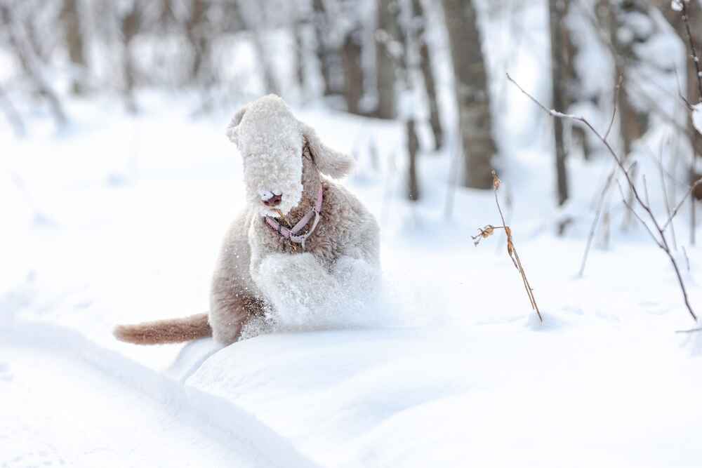 Бедлингтон-терьер гуляет зимой