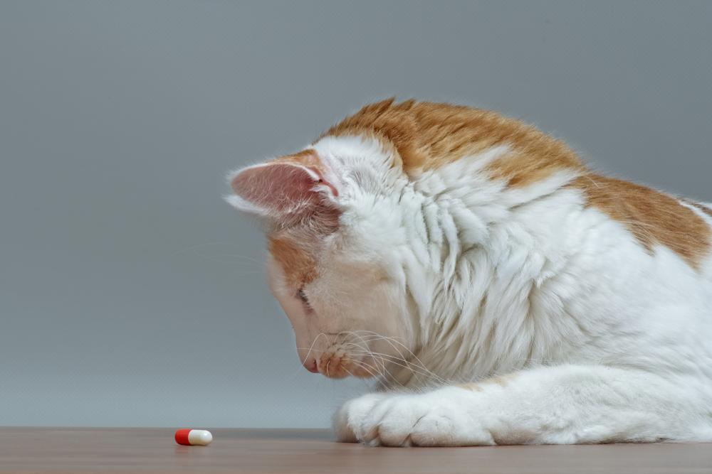 Как дать кошке таблетку: 4 простых способа