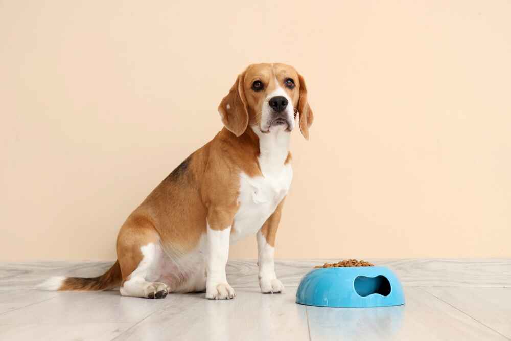 Бигль с чашкой корма