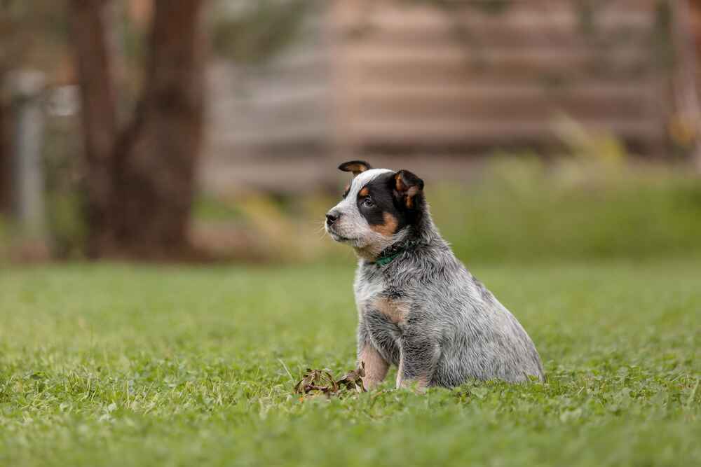 Австралийская пастушья собака, или хилер 