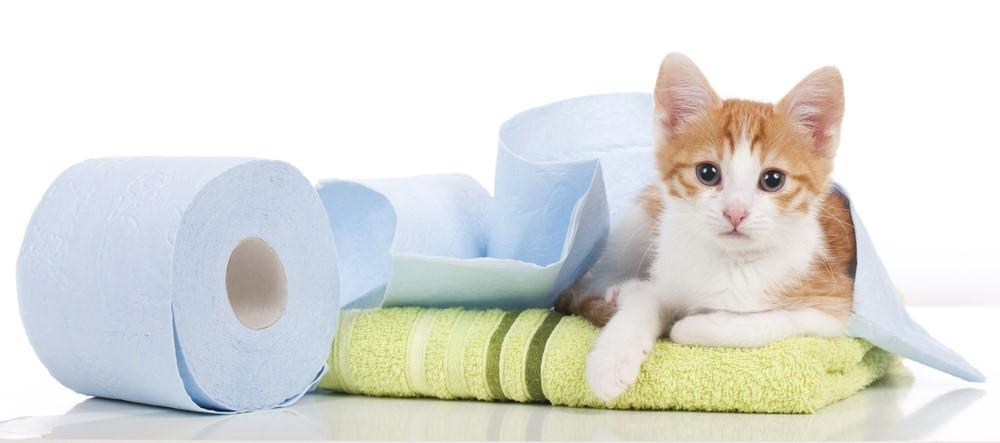 Понос, или диарея у котенка: опасность, симптоматика, первая помощь и  лечение