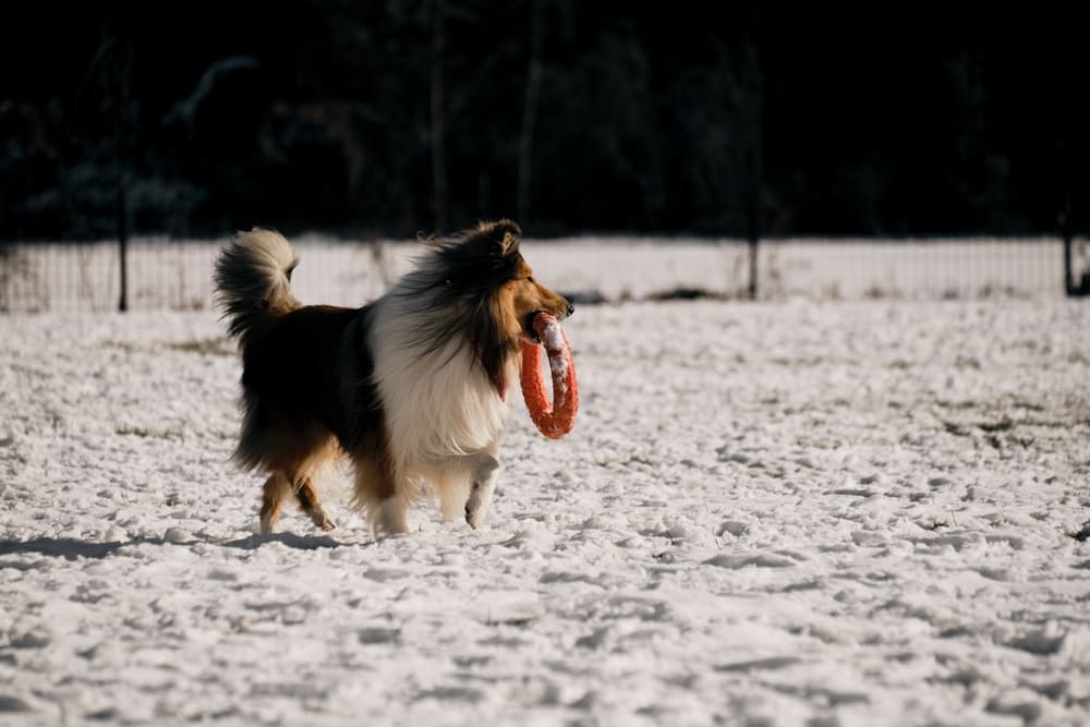 Колли зимой