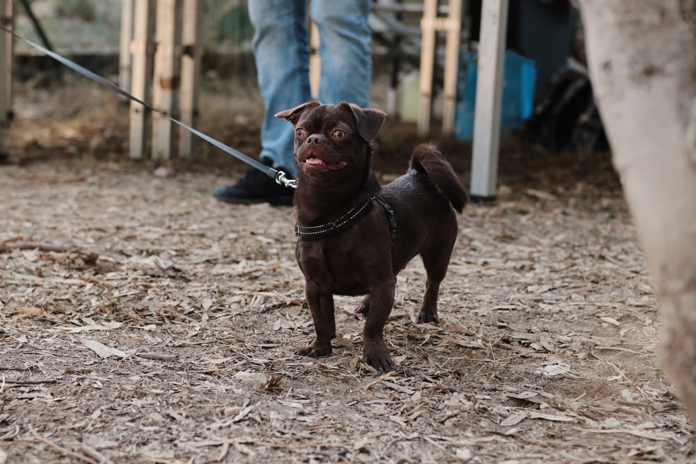 Пти-брабансон на поводке