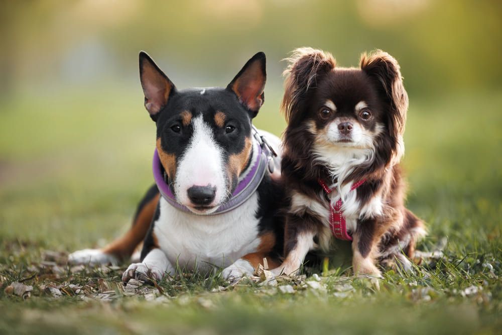 Бультерьер и чихуахуа