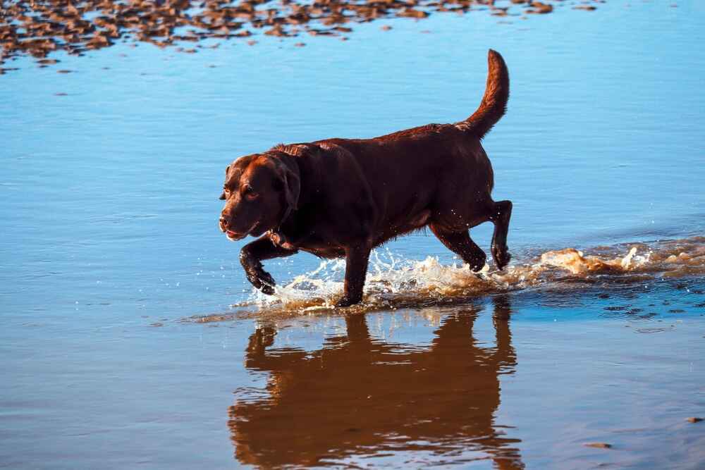 Лабрадор-ретривер у воды