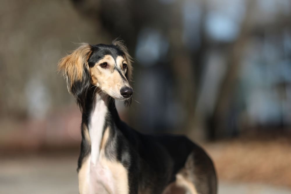 Эта собака называется 