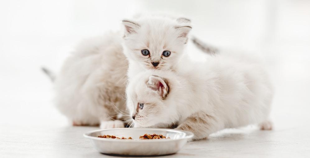 Сколько раз в день кормить котенка: расчет по месяцам