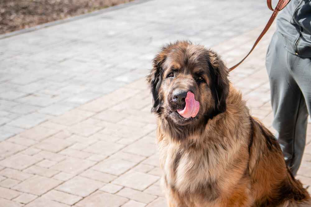 Собака леонбергер