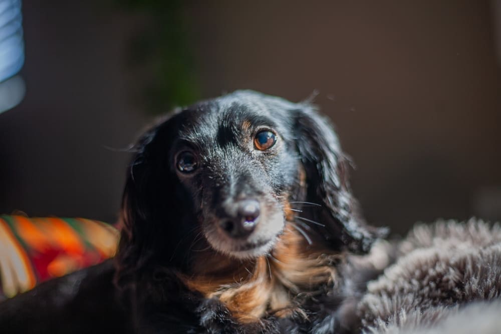 Какой характер у таксы?