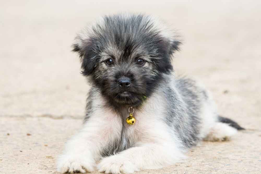 Тибетский терьер отдыхает