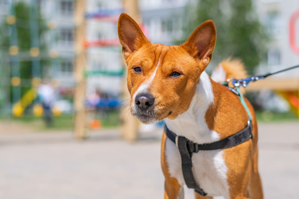 Это красивая собака породы басенджи