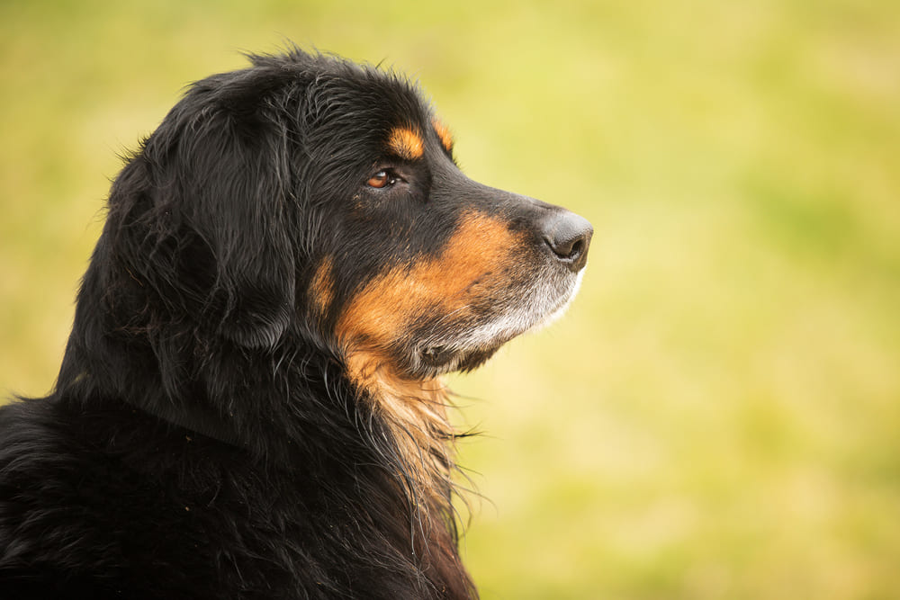 Ховаварт в профиль