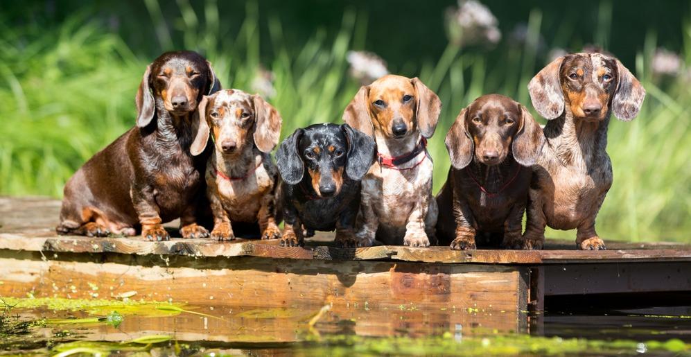 Все виды породы такса: фото собак с названиями разновидностей