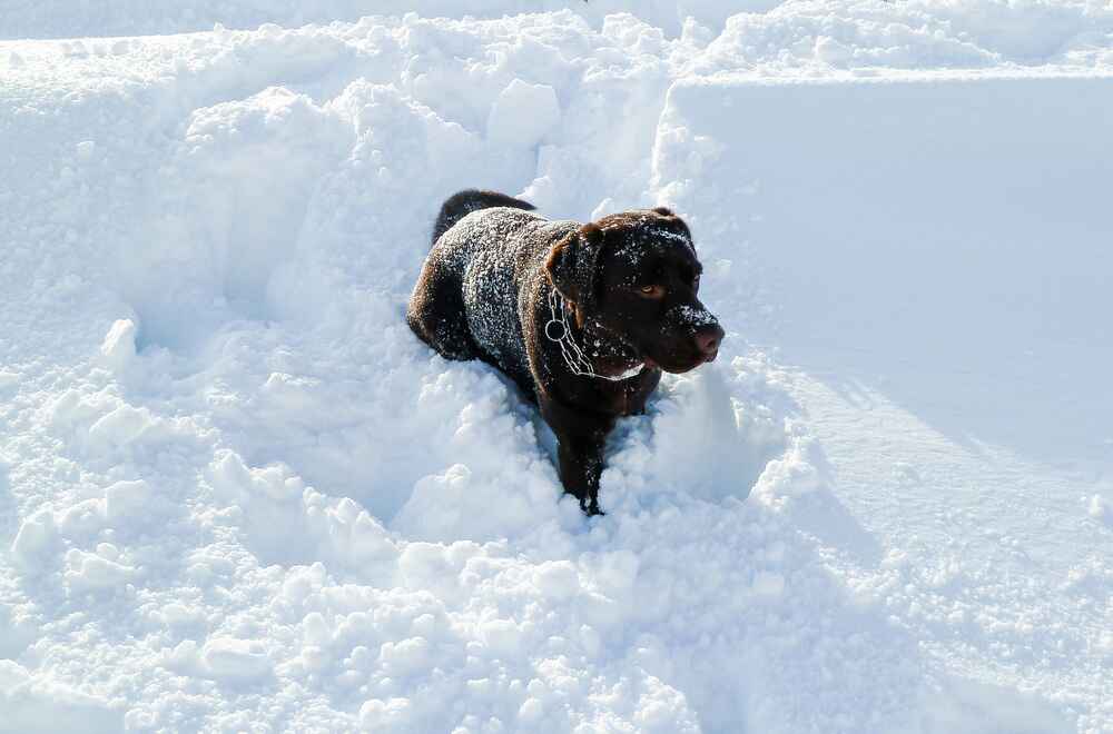 Лабрадор зимой на прогулке