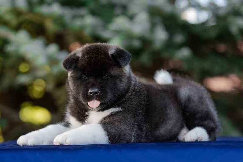 Щенок черной акиты