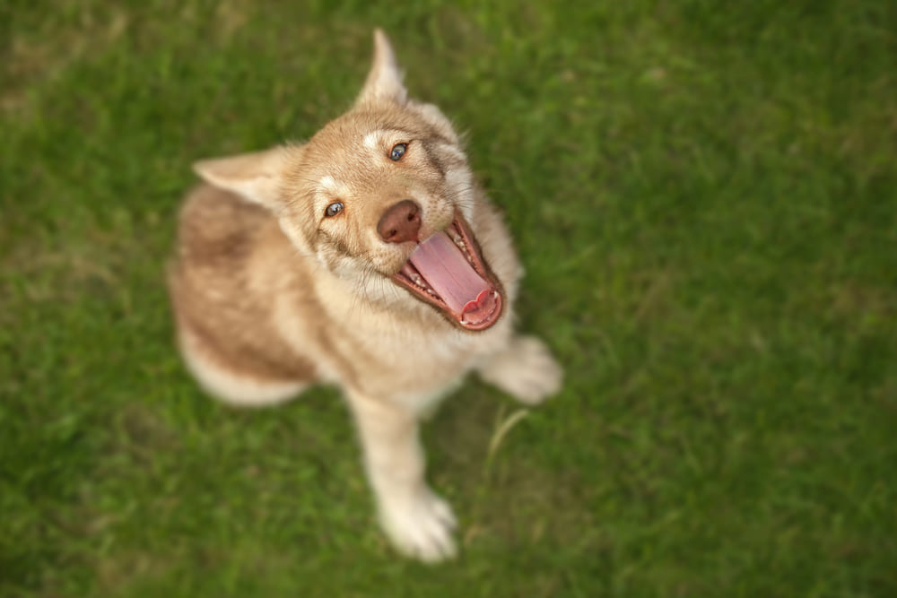 Щенок волчьей собаки Сарлоса на траве