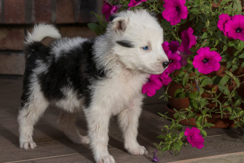 Якутская лайка среди цветов