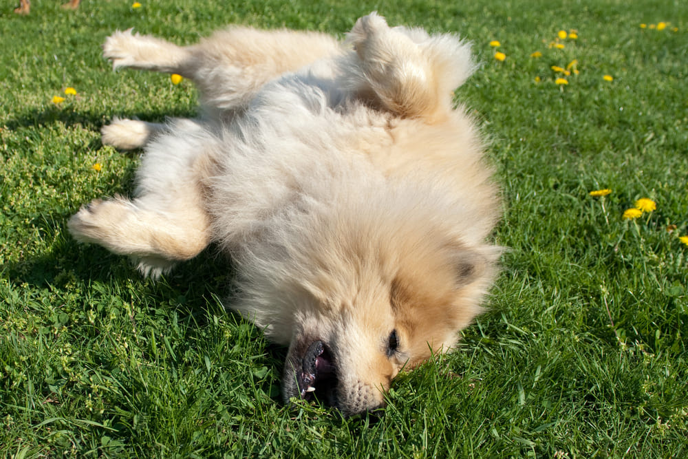 Евразиер лежит