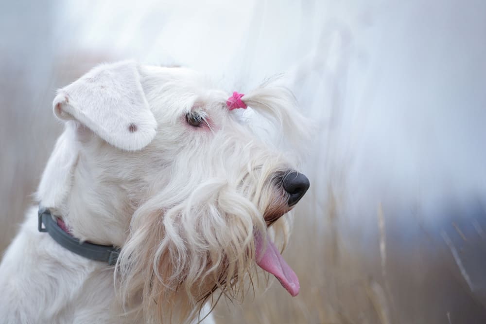 Силихем-терьер гуляет в поле