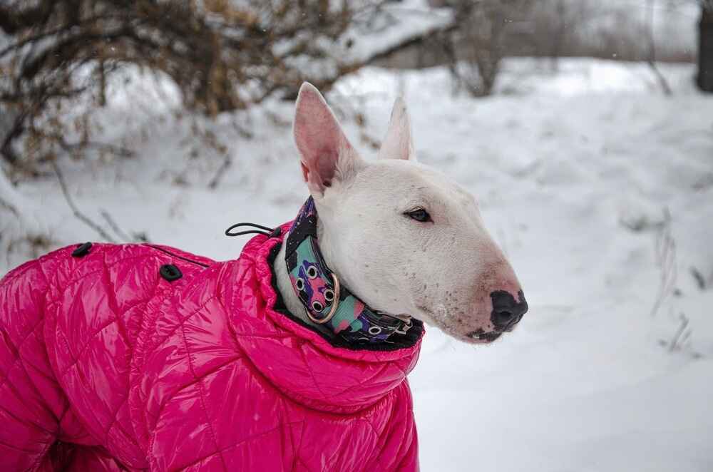 Мини-бультерьер зимой