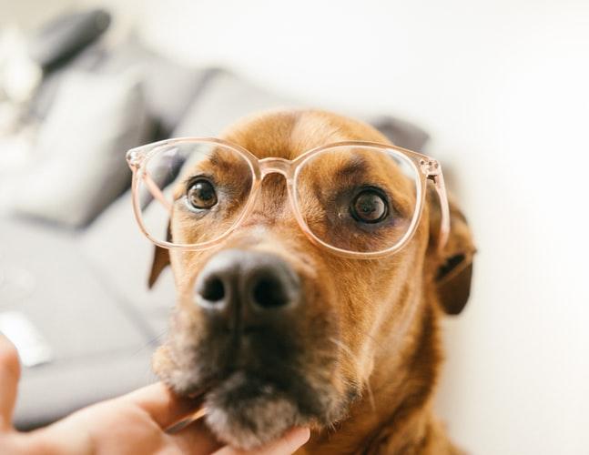 Самые умные собаки в мире: топ-15 крупных, средних и мелких пород