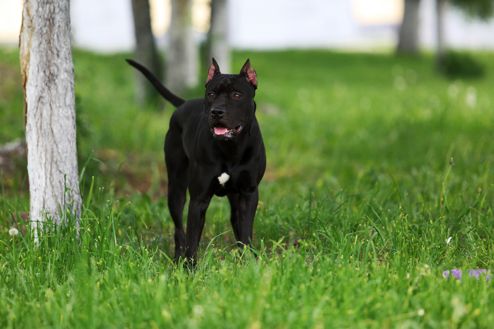 Питбультерьер черного цвета