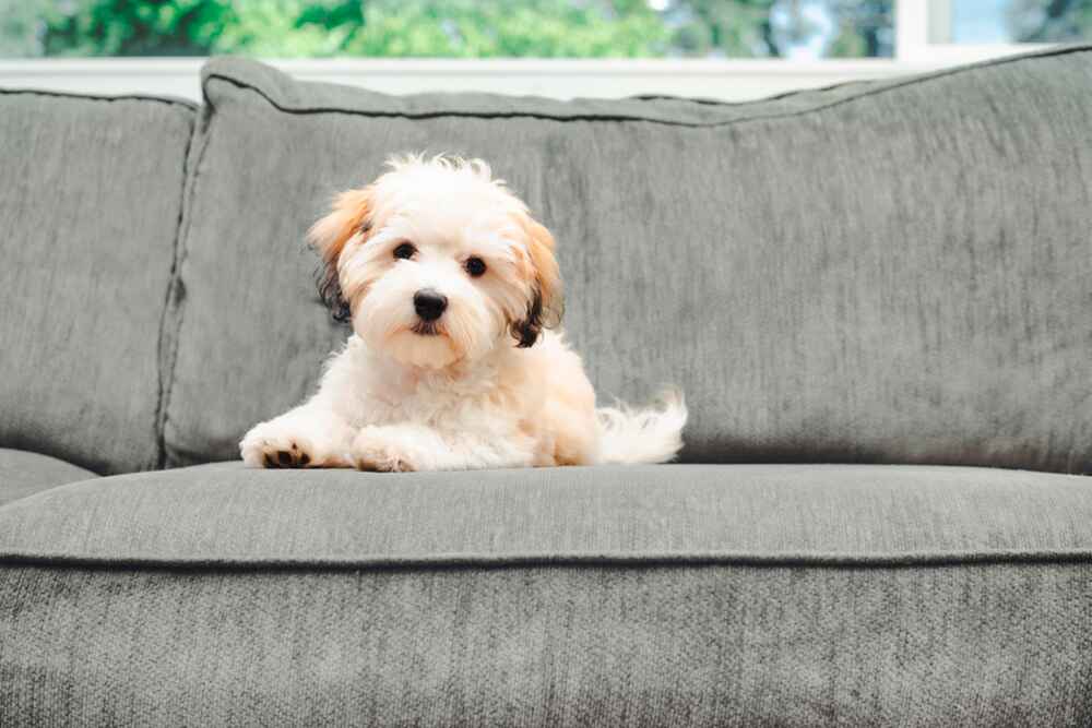 Хаванез на диване