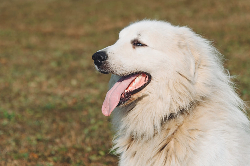 Пиренейская порода