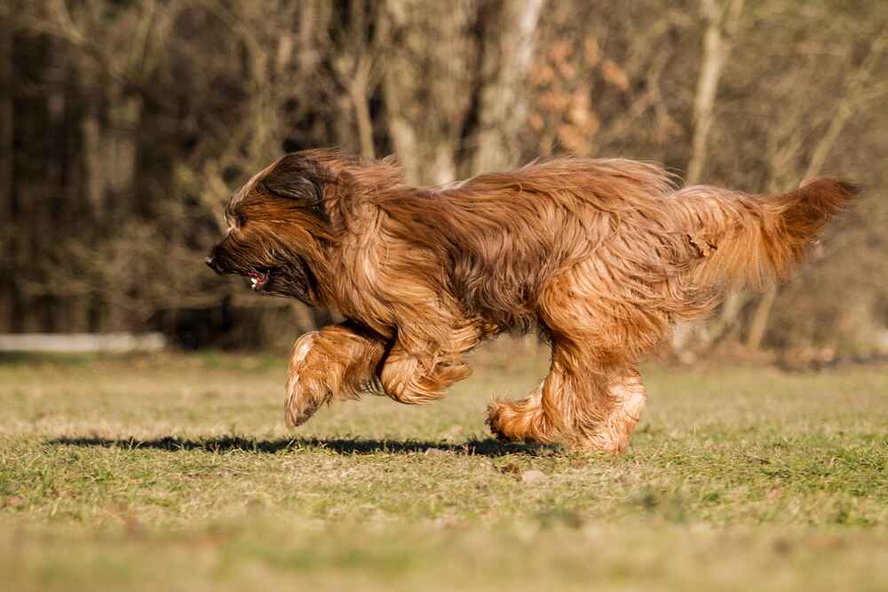 Бриар быстро бежит